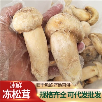 新鲜冻松茸美味散装冻松茸云南高原直供干货菌菇产地