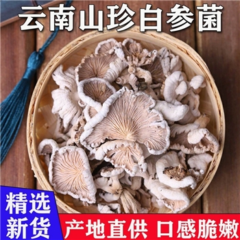 白参菌干货包邮 干净好洗裂褶菌雪莲菌云南菌菇食用菌